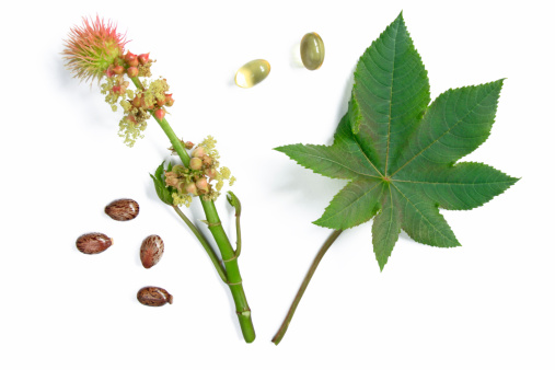 Castor plant and seeds